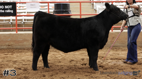 Cimarron #1