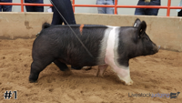 Hog#1