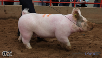 Hog#2