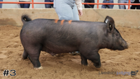 Hog#3