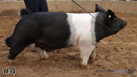 Hog#4