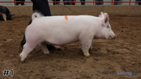 Hog#1