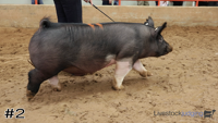 Hog#2