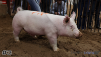 Hog#3