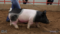Hog#4