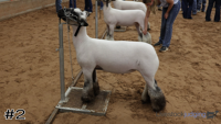 Lamb#2