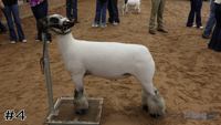 Lamb#4