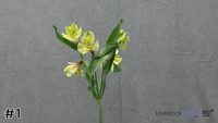 Plant#1