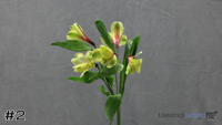 Plant#2