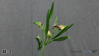 Plant#3