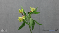 Plant#4