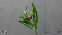 Plant#5