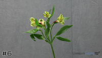Plant#6