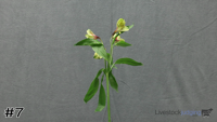 Plant#7