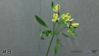 Plant#8