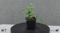 Shrub#7