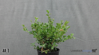 Shrub#1