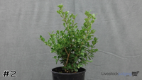 Shrub#2