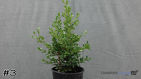 Shrub#3
