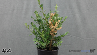 Shrub#4