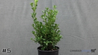 Shrub#5