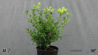 Shrub#7