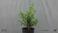 Shrub#8