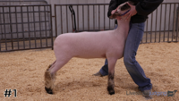 Lamb#1