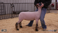 Lamb#3