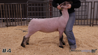 Lamb#4
