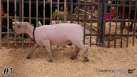 Ewe#1