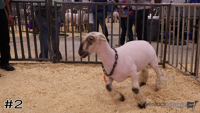 Ewe#2