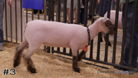 Ewe#3