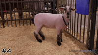 Ewe#4