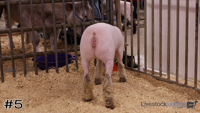 Ewe#5
