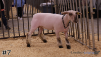 Ewe#7