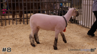 Ewe#8