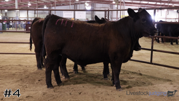 Breeding Heifers class from 2025 District 10 4-H thumbnail