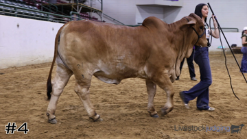 Breeding Heifers class from 2025 Dixie National thumbnail
