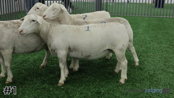 Breeding Ewes class from Dorper Judge School thumbnail