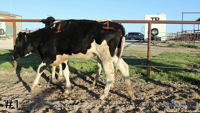 Heifer #1