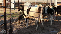 Heifer #1