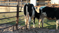 Heifer #2