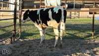 Heifer #3