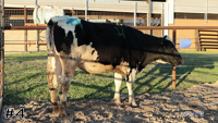 Heifer #4
