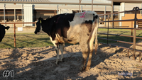 Heifer #1