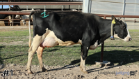 Cow#1