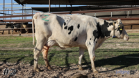Cow#2