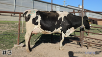 Cow#3