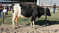 Cow#4